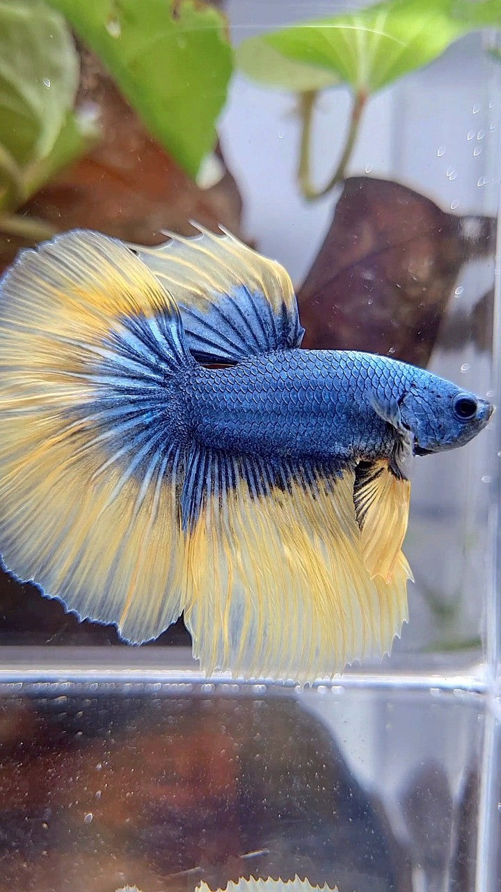 HALFMOON ROSETAIL BLUE YELLOW MASCOT BETTA FISH
