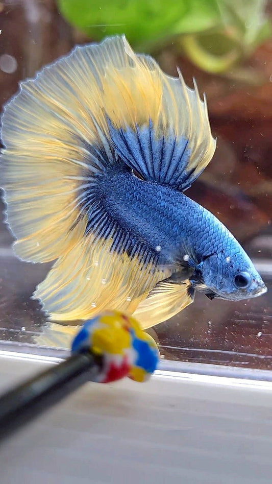 HALFMOON ROSETAIL BLUE YELLOW MASCOT BETTA FISH