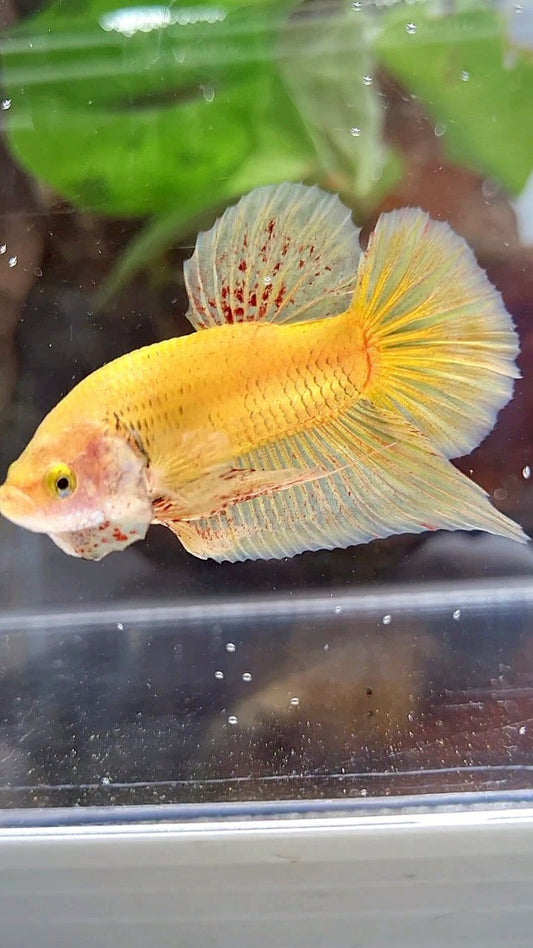 PLAKAT VANDA YELLOW BOLD BETTA FISH