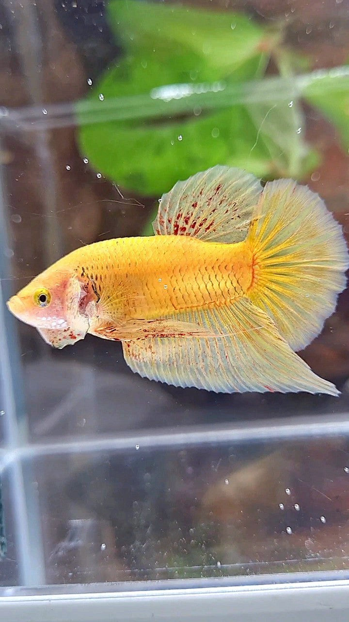 PLAKAT VANDA YELLOW BOLD BETTA FISH