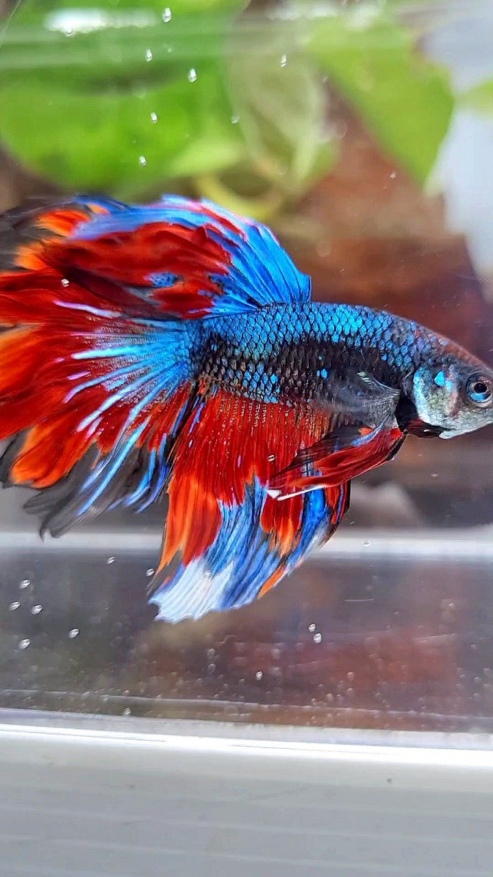 HALFMOON ROSETAIL BLACK BLUE RED AVATAR PATTERN BETTA FISH
