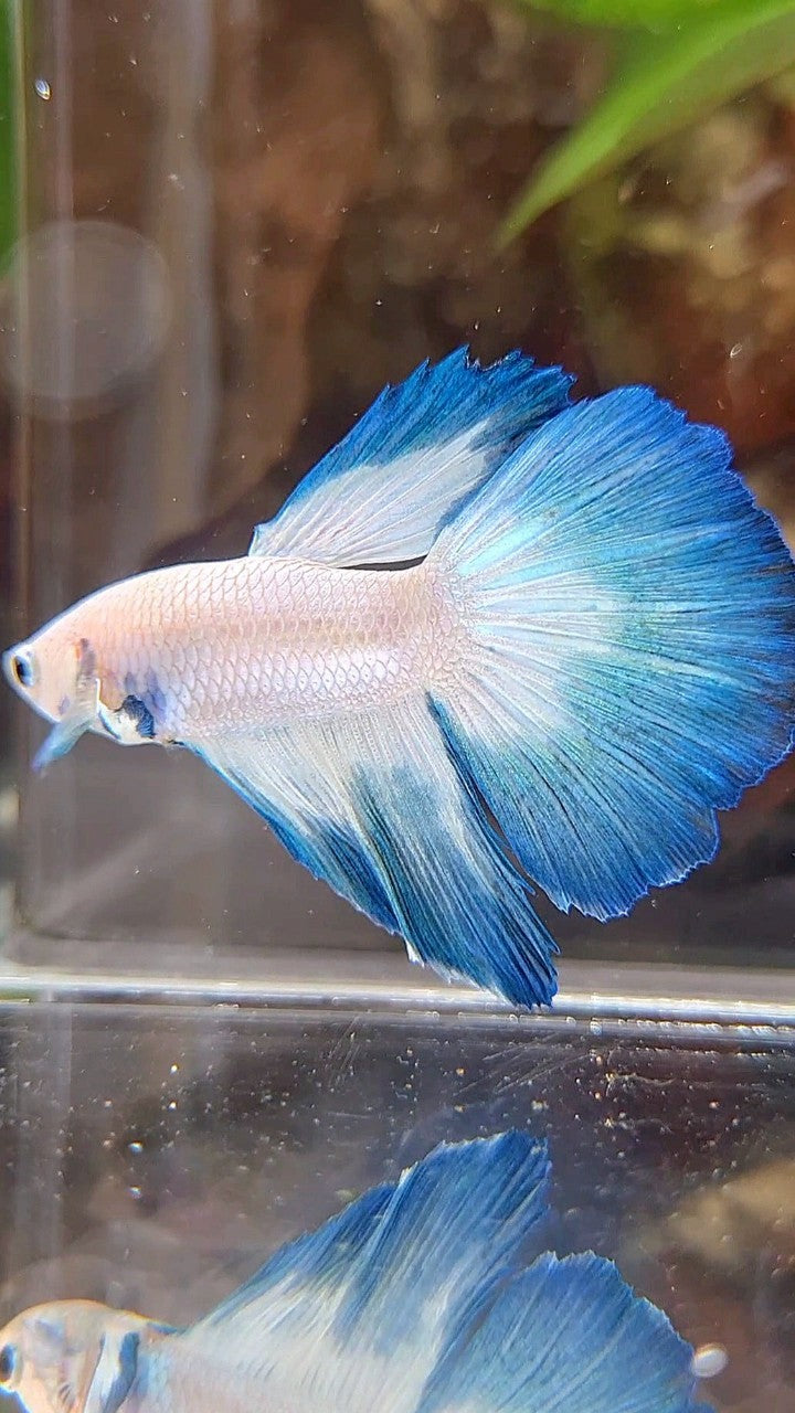 HALFMOON BLUE RIM BUTTERFLY BETTA FISH