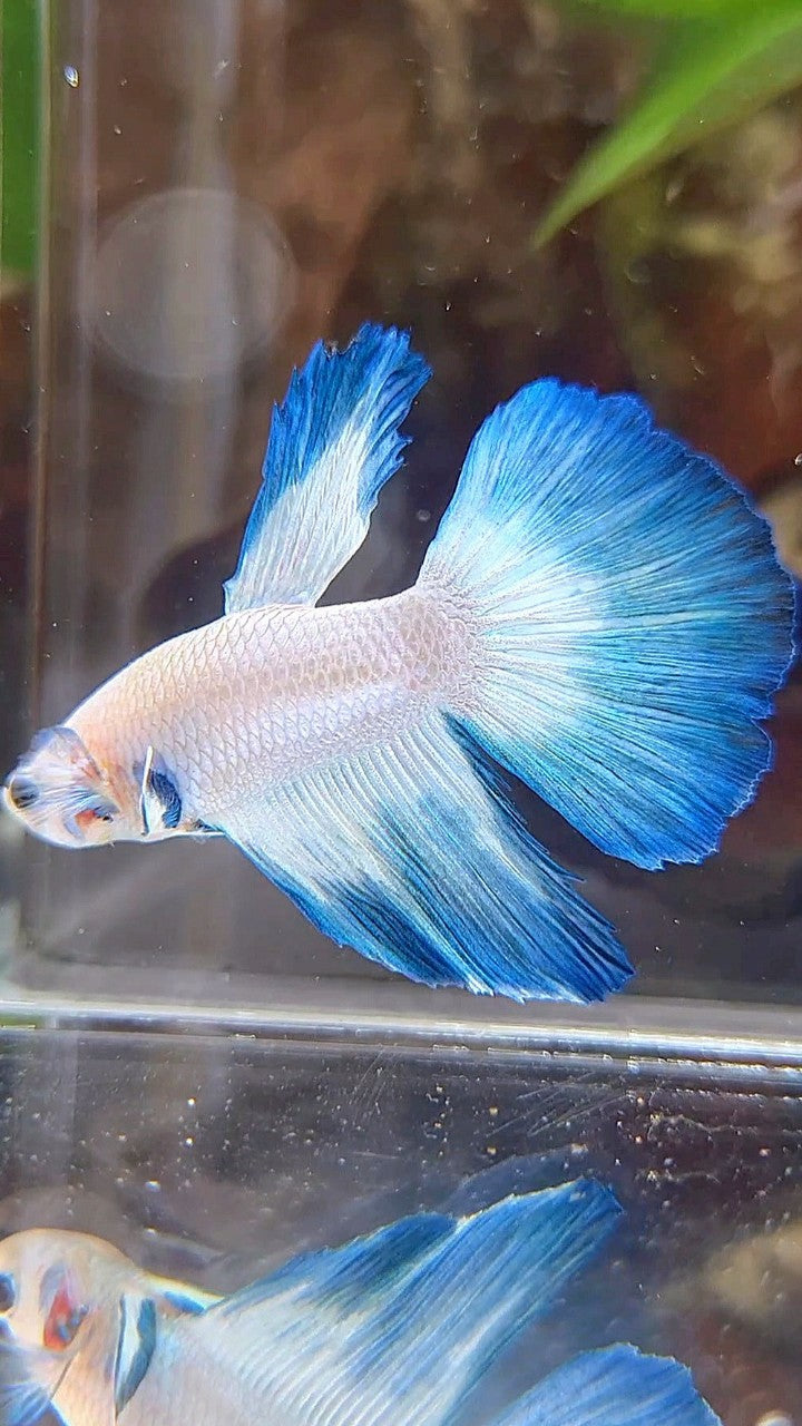 HALFMOON BLUE RIM BUTTERFLY BETTA FISH