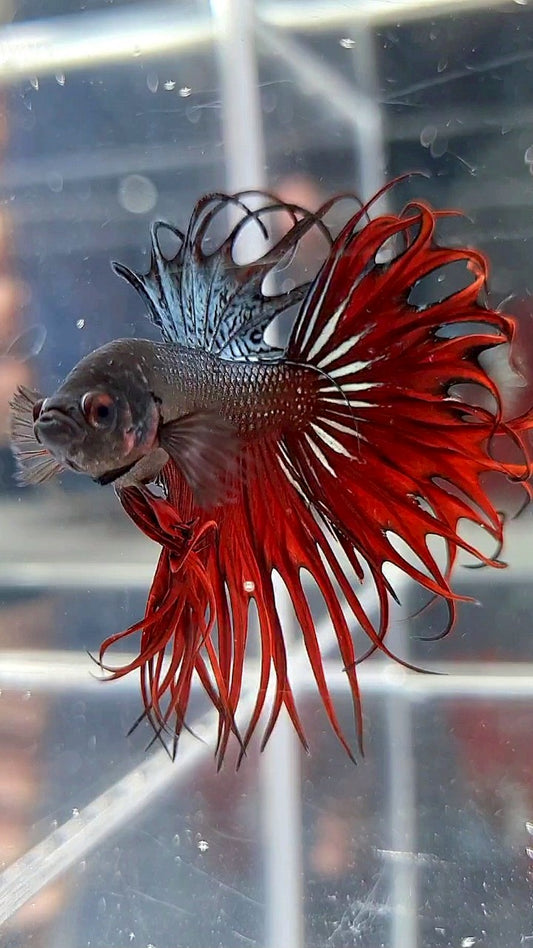 KING CROWNTAIL RED VAMPIRE BETTA FISH