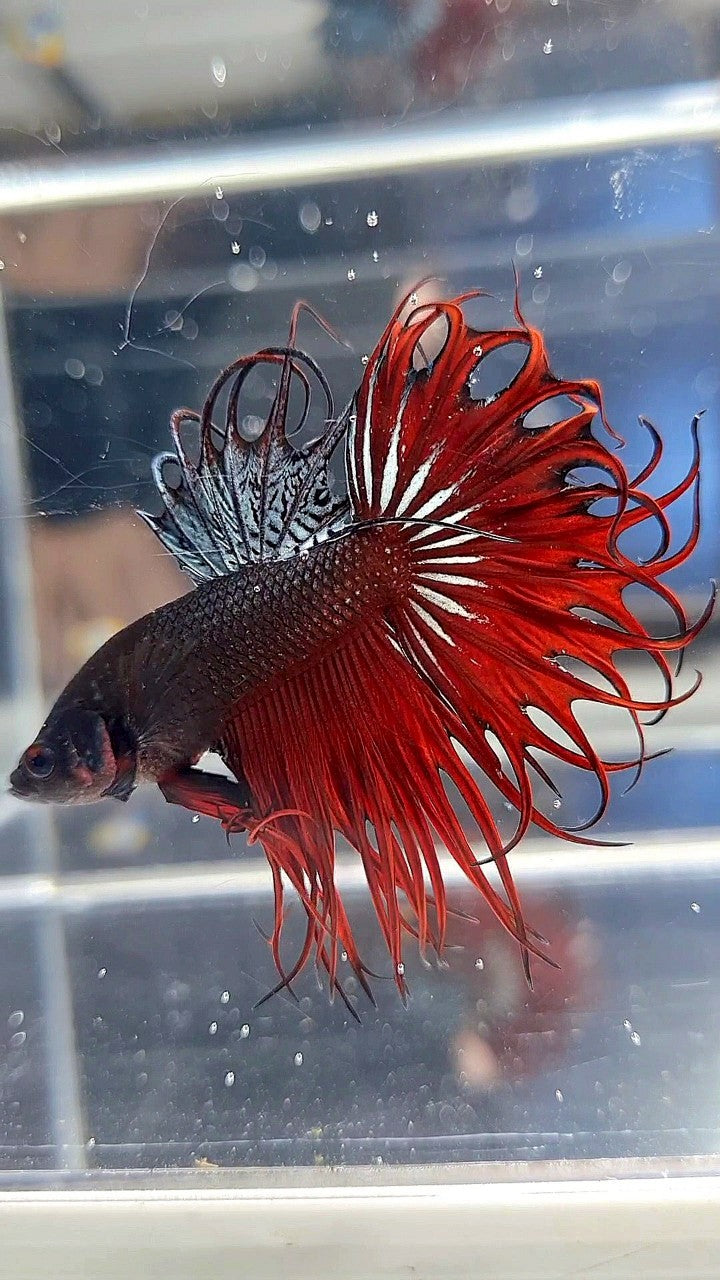 KING CROWNTAIL RED VAMPIRE BETTA FISH