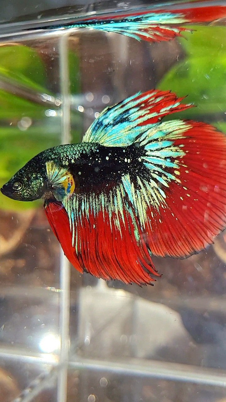 LUXURY HALFMOON ROSETAIL BLACK STARDUST BLUE AVATAR VAMPIRE BETTA FISH