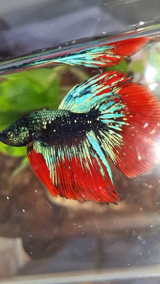 LUXURY HALFMOON ROSETAIL BLACK STARDUST BLUE AVATAR VAMPIRE BETTA FISH