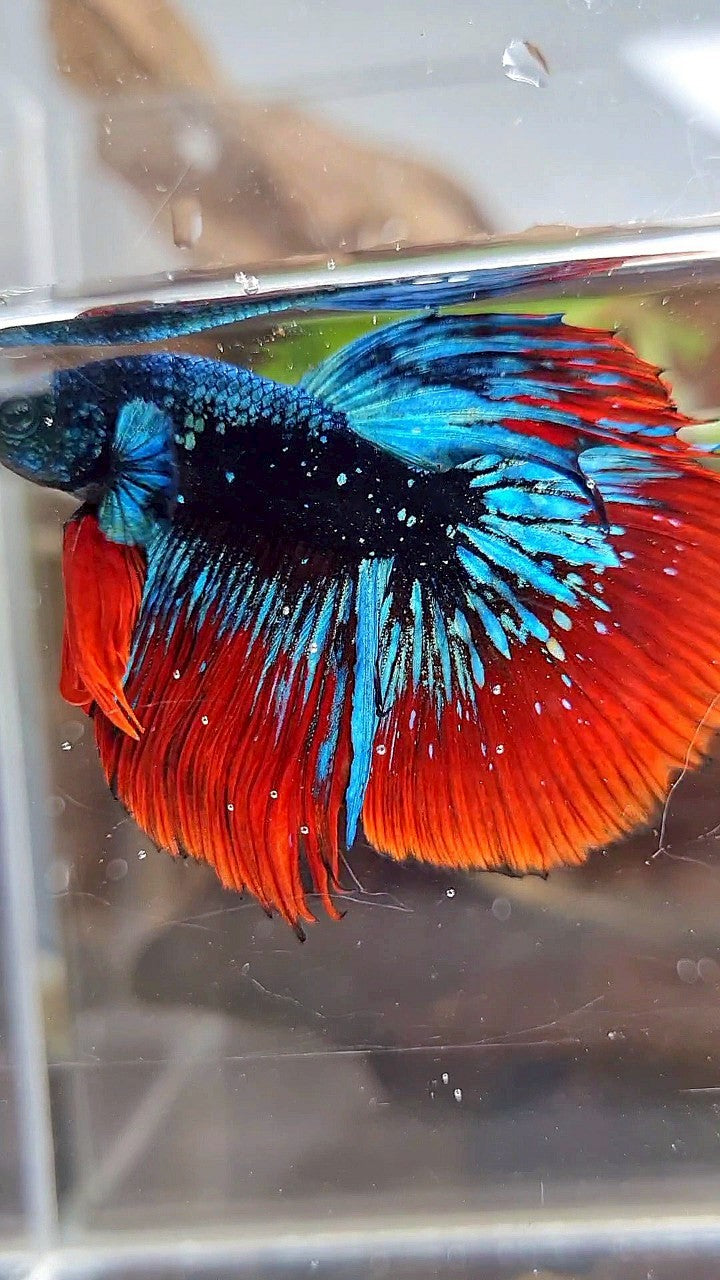 LUXURY HALFMOON ROSETAIL BLACK STARDUST BLUE AVATAR VAMPIRE BETTA FISH