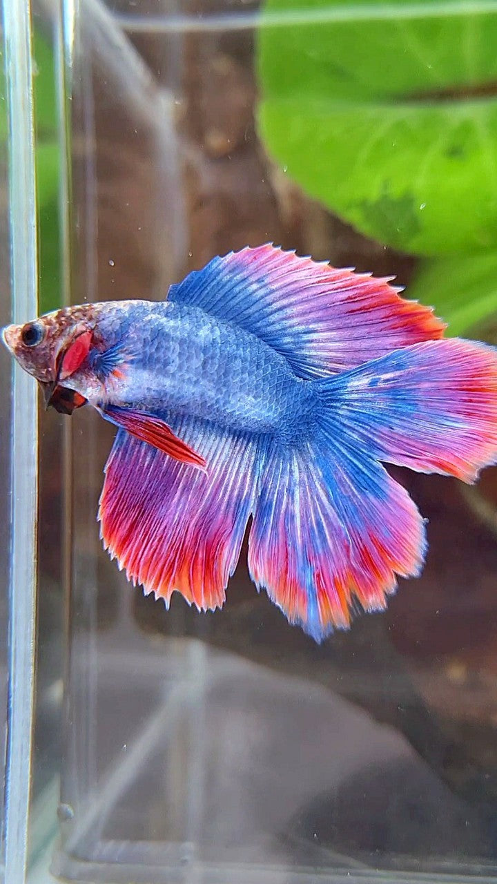 HALFMOON DOUBLE TAIL BLUE RED MASCOT BETTA FISH