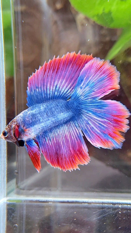 HALFMOON DOUBLE TAIL BLUE RED MASCOT BETTA FISH