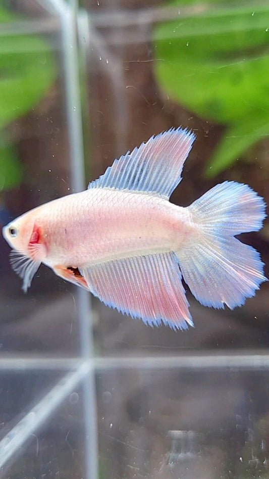 FEMALE HALFMOON DOUBLE TAIL PINK FLAMINGGO BETTA FISH
