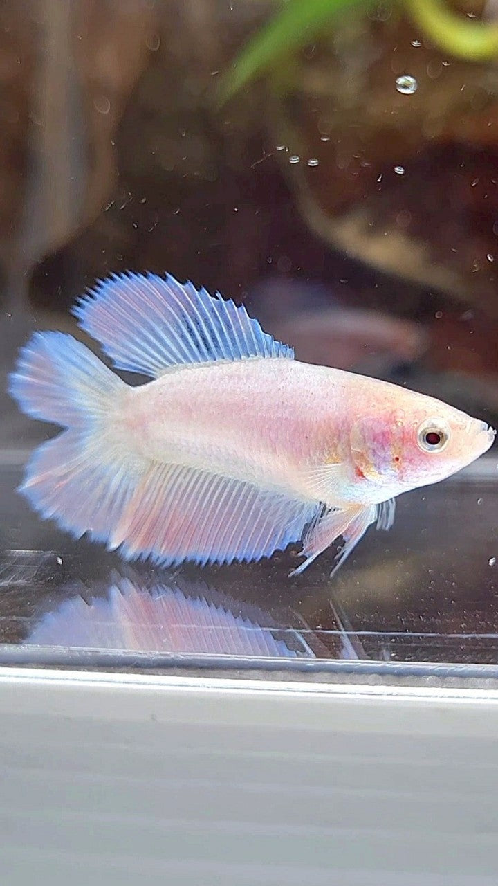FEMALE HALFMOON DOUBLE TAIL PINK FLAMINGGO BETTA FISH