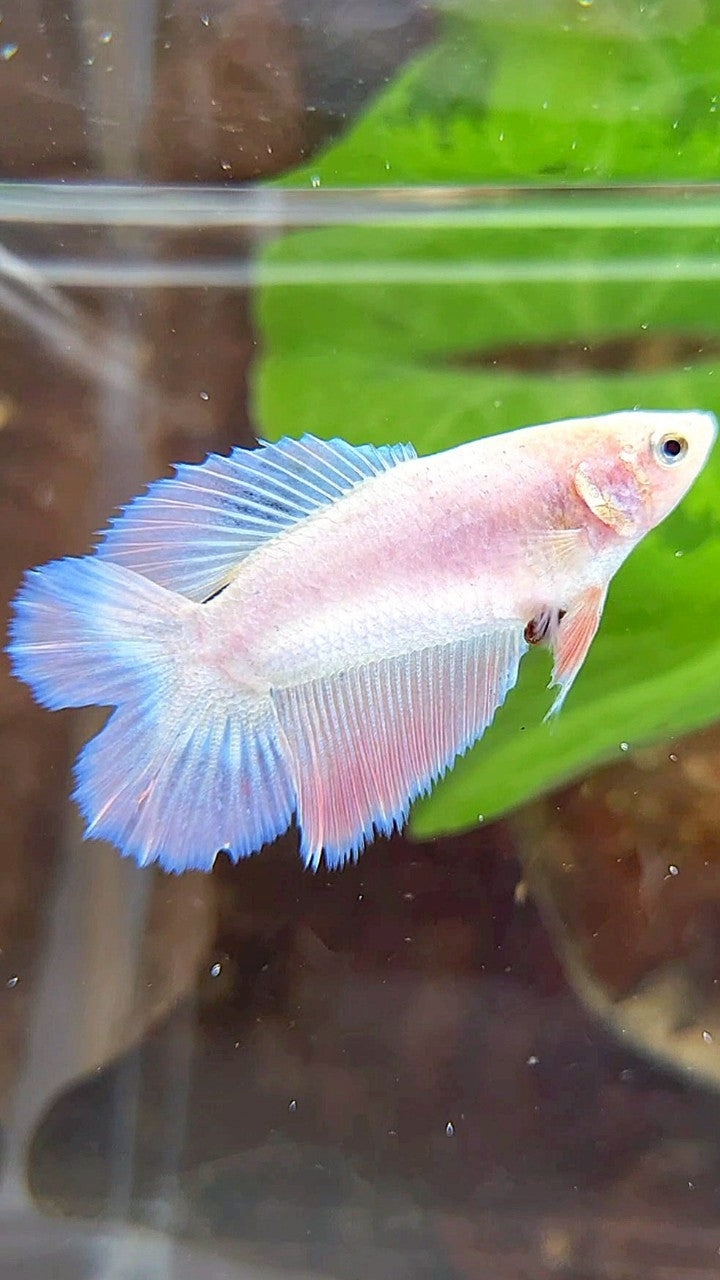 FEMALE HALFMOON DOUBLE TAIL PINK FLAMINGGO BETTA FISH