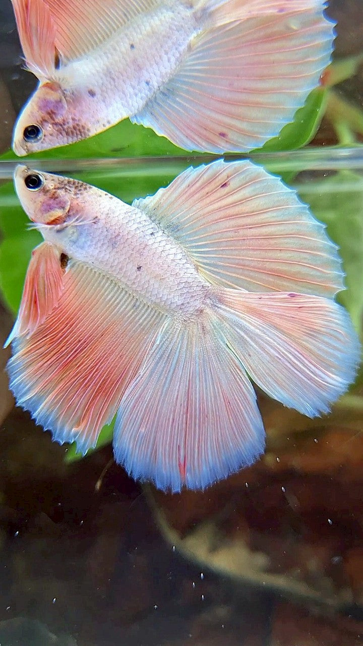 HALFMOON DOUBLE TAIL PINK FLAMINGGO BETTA FISH