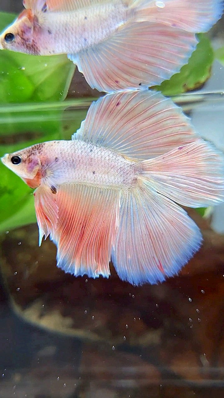 HALFMOON DOUBLE TAIL PINK FLAMINGGO BETTA FISH