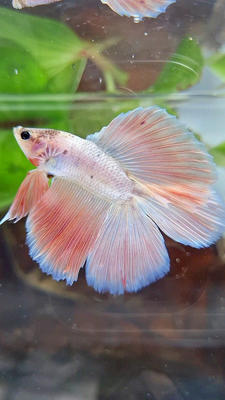 HALFMOON DOUBLE TAIL PINK FLAMINGGO BETTA FISH