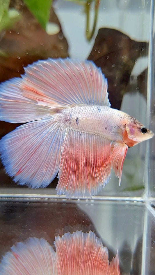 HALFMOON DOUBLE TAIL PINK FLAMINGGO BETTA FISH
