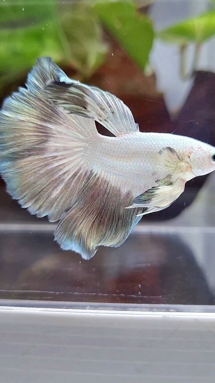 HALFMOON ROSETAIL COPPER RIM BUTTERFLY BETTA FISH