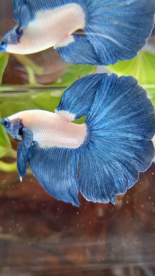HALFMOON ROSETAIL BLUE RIM BLUEHEAD BETTA FISH