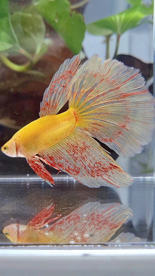 HALFMOON SUPER VANDA YELLOW BETTA FISH