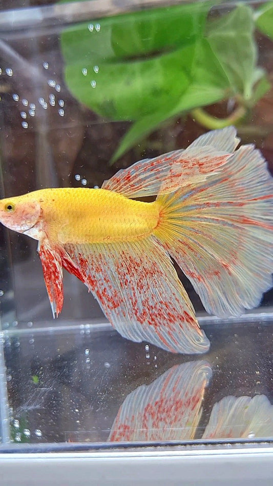 HALFMOON SUPER VANDA YELLOW BETTA FISH