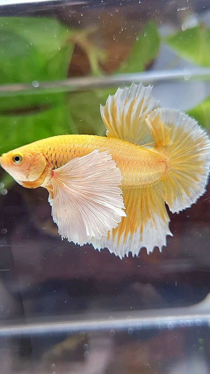 LUXURY PLAKAT SUPER DUMBO EAR GOLD BETTA FISH