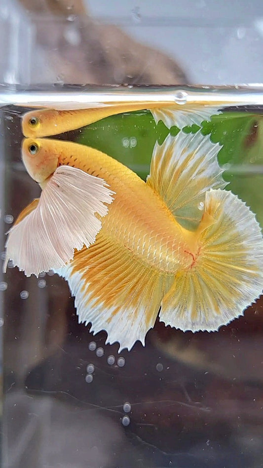 LUXURY PLAKAT SUPER DUMBO EAR GOLD BETTA FISH