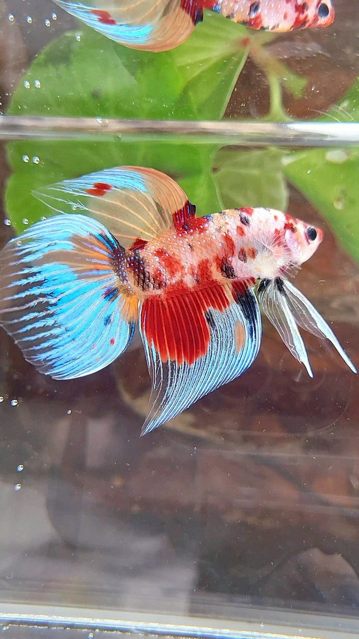 VEILTAIL ORANGE RED KOI MULTICOLOR BETTA FISH