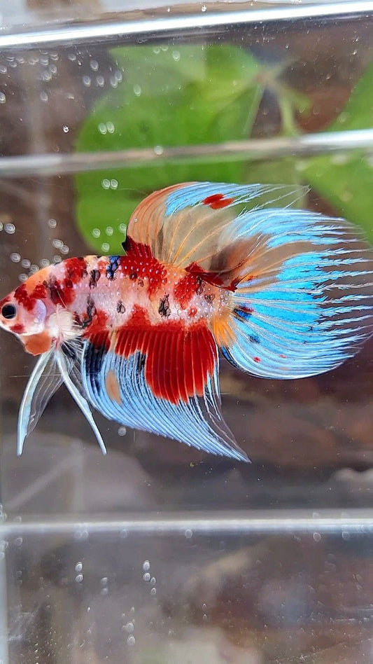 VEILTAIL ORANGE RED KOI MULTICOLOR BETTA FISH