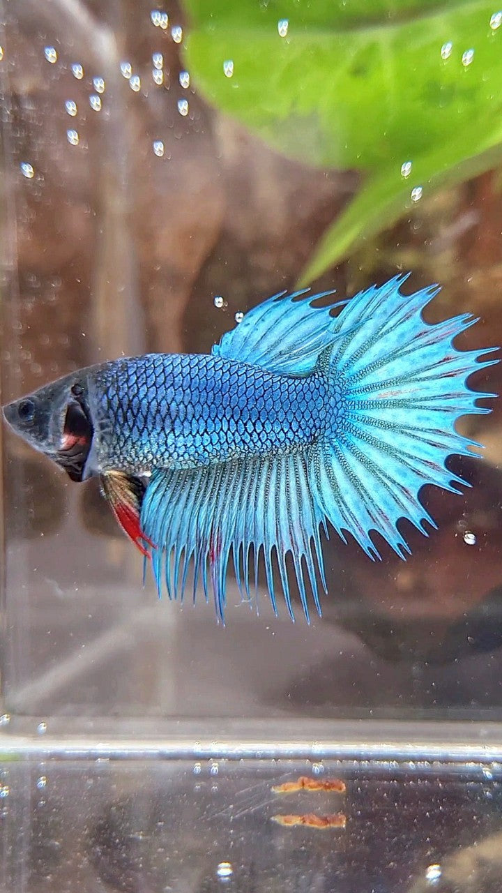 FEMALE KING CROWNTAIL BLUE GREEN TURQUOISE BETTA FISH
