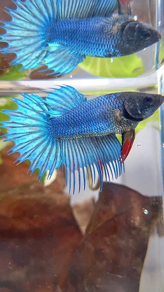 FEMALE KING CROWNTAIL BLUE GREEN TURQUOISE BETTA FISH