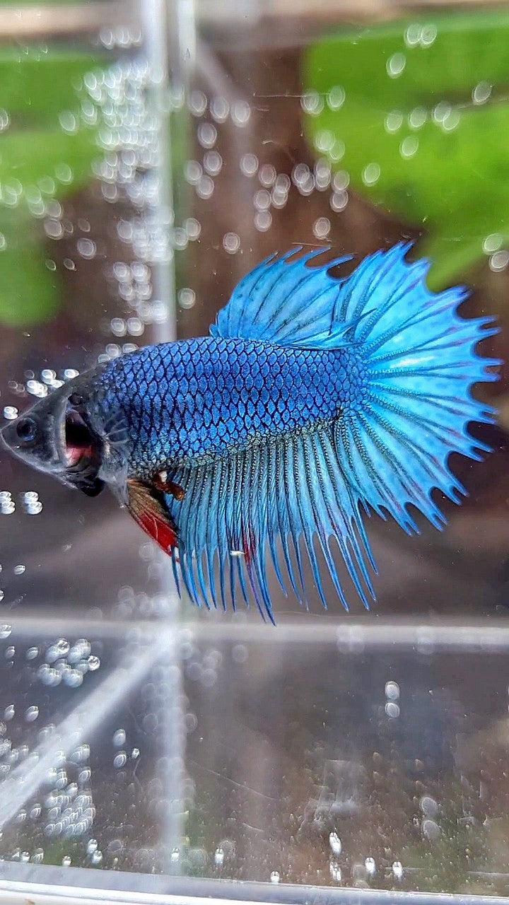 FEMALE KING CROWNTAIL BLUE GREEN TURQUOISE BETTA FISH