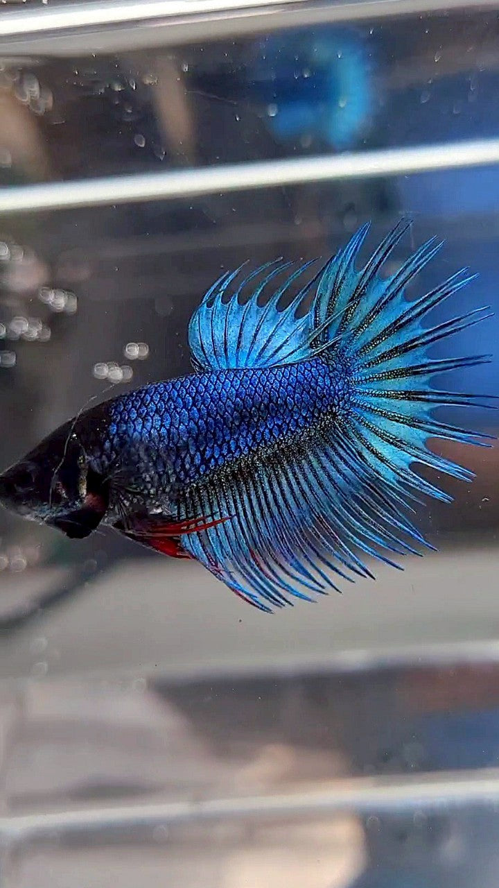 FEMALE KING CROWNTAIL BLUE GREEN TURQUOISE BETTA FISH