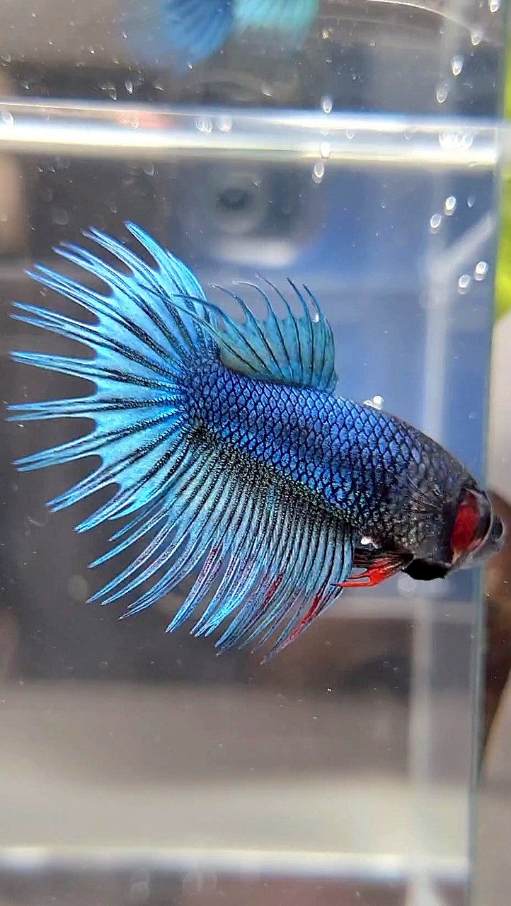 FEMALE KING CROWNTAIL BLUE GREEN TURQUOISE BETTA FISH