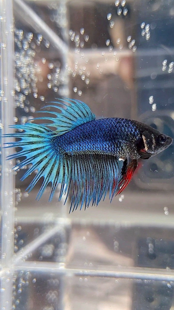 FEMALE KING CROWNTAIL BLUE GREEN TURQUOISE BETTA FISH