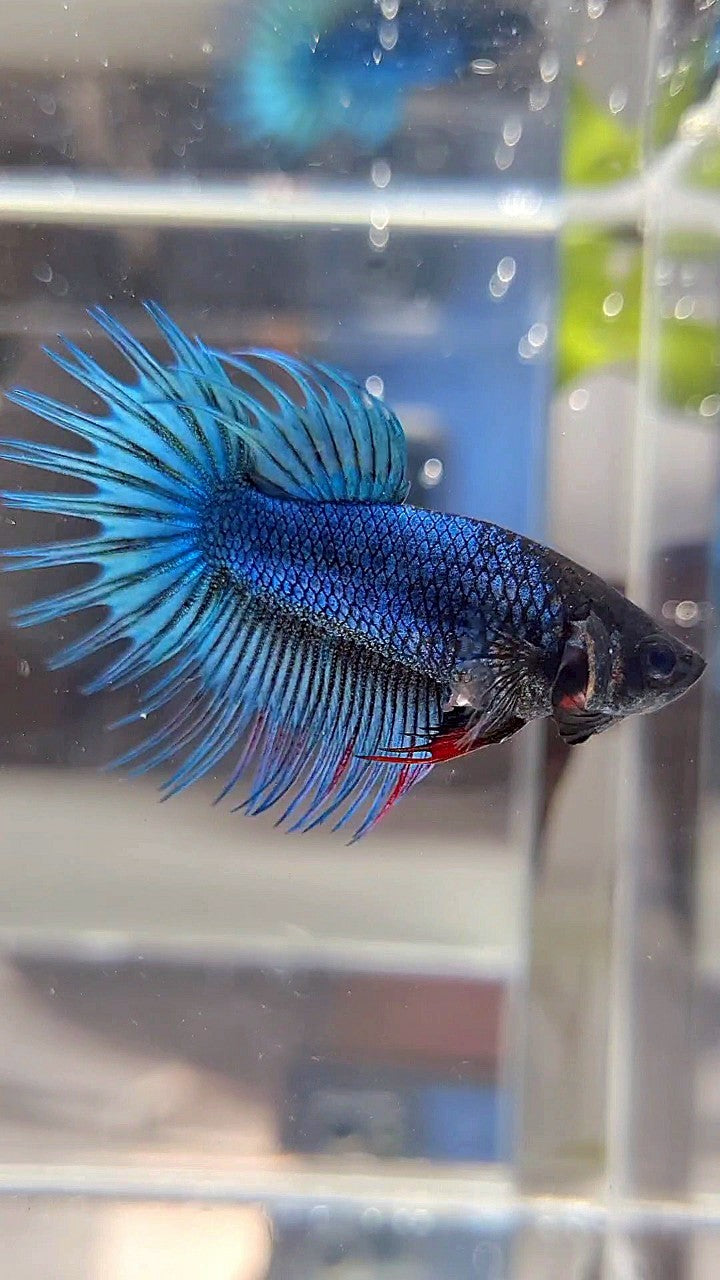 FEMALE KING CROWNTAIL BLUE GREEN TURQUOISE BETTA FISH