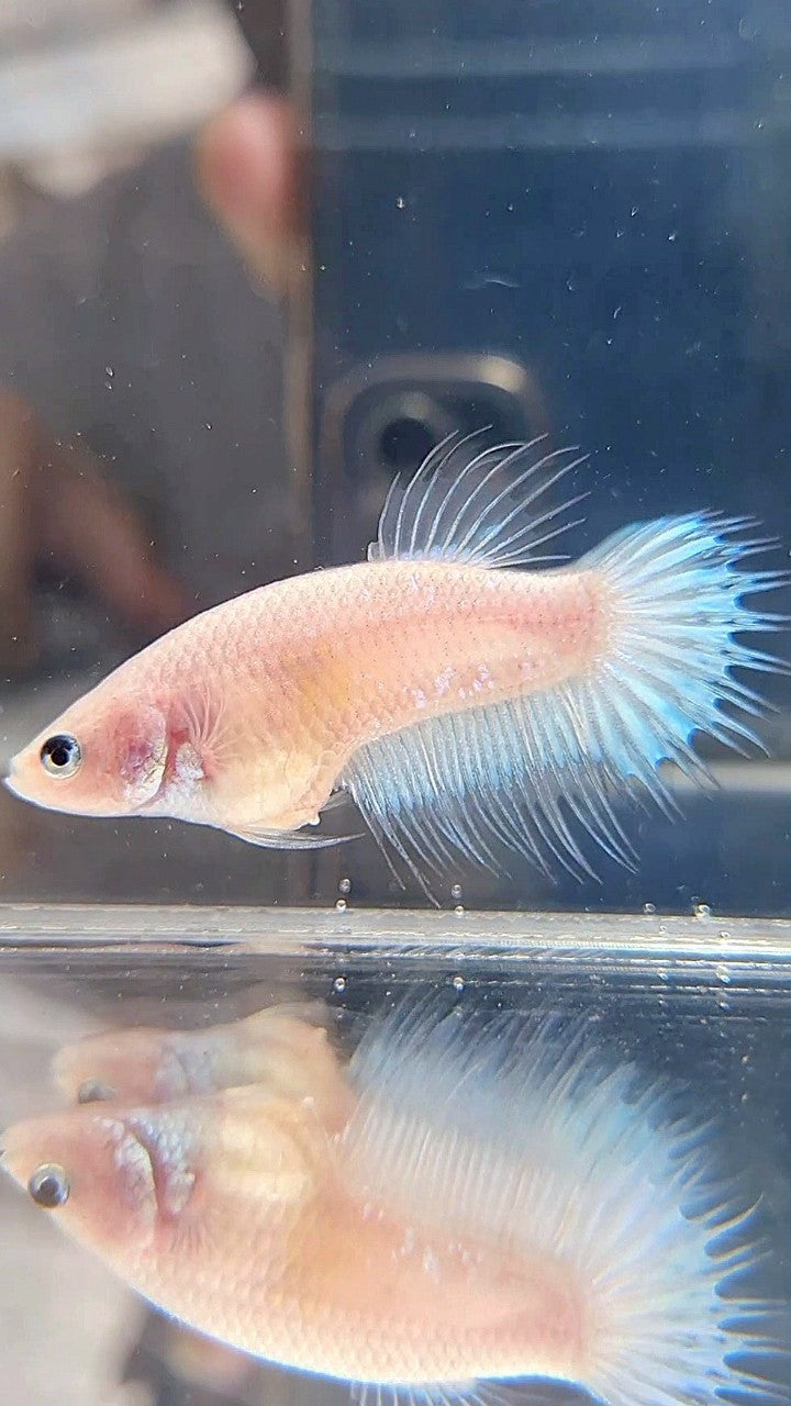 FEMALE KING CROWNTAIL WHITE CELLOPHANE BETTA FISH