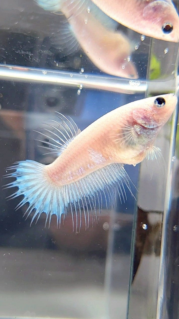 FEMALE KING CROWNTAIL WHITE CELLOPHANE BETTA FISH