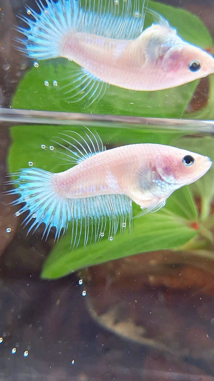 FEMALE KING CROWNTAIL WHITE CELLOPHANE BETTA FISH