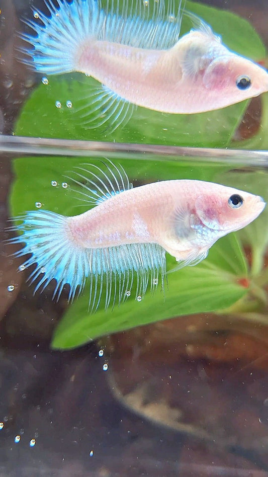 FEMALE KING CROWNTAIL WHITE CELLOPHANE BETTA FISH