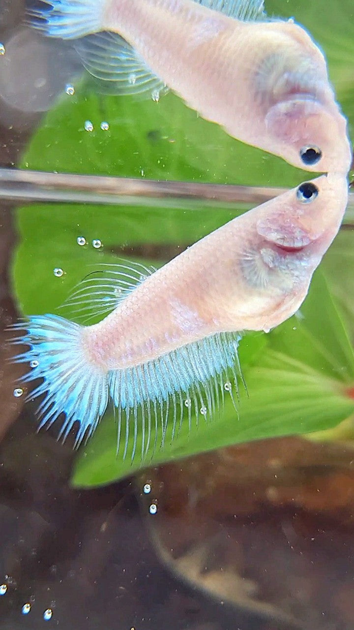 FEMALE KING CROWNTAIL WHITE CELLOPHANE BETTA FISH