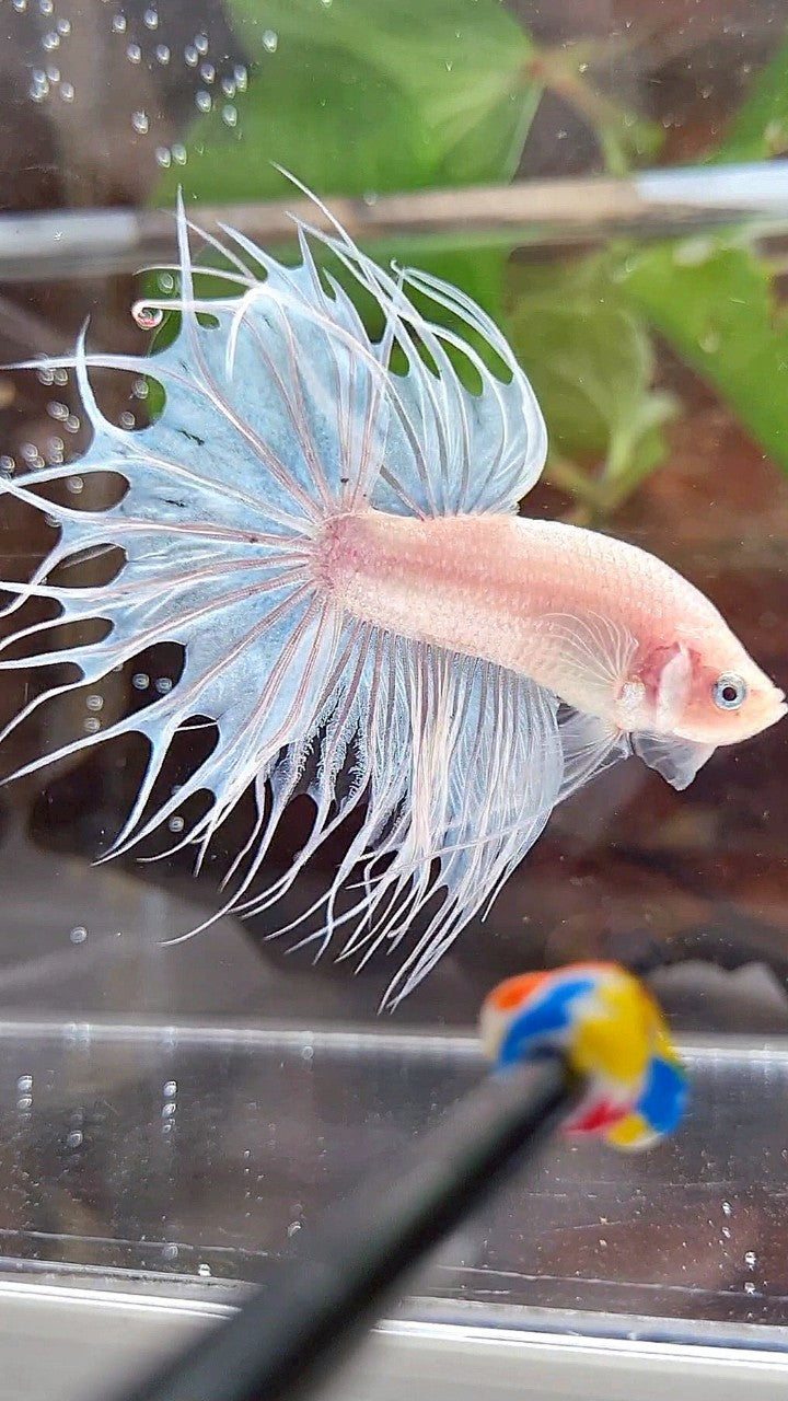 KING CROWNTAIL WHITE CELLOPHANE BETTA FISH