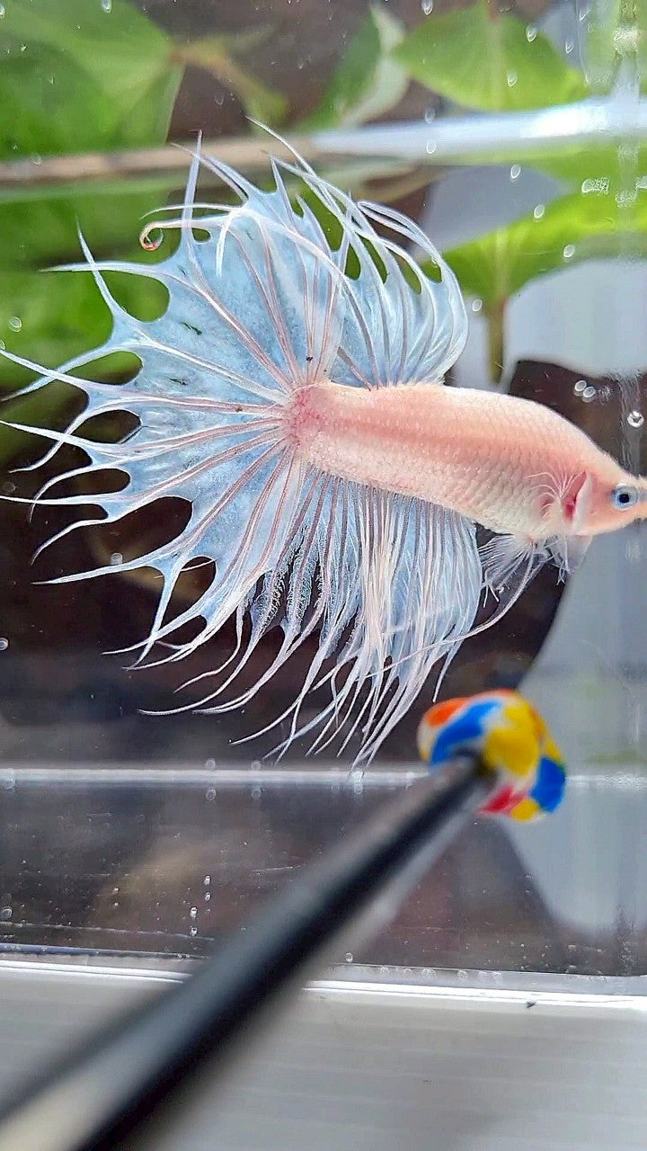 KING CROWNTAIL WHITE CELLOPHANE BETTA FISH