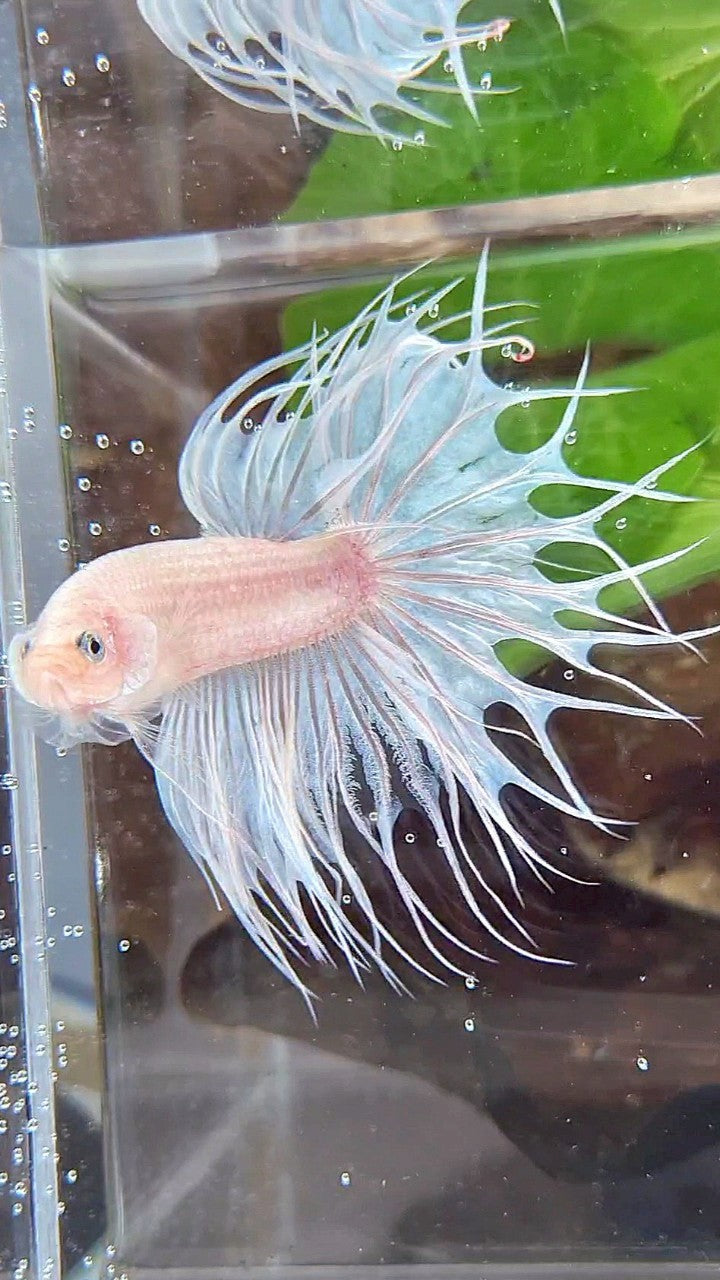 KING CROWNTAIL WHITE CELLOPHANE BETTA FISH
