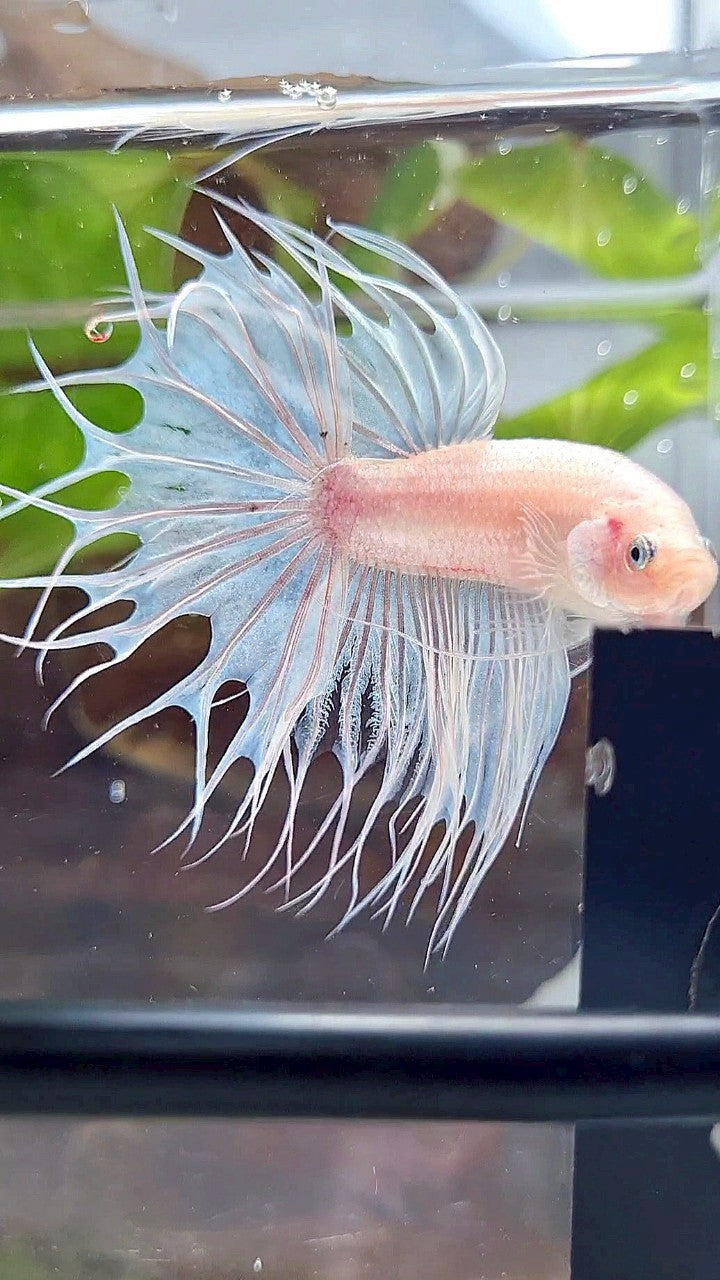 KING CROWNTAIL WHITE CELLOPHANE BETTA FISH
