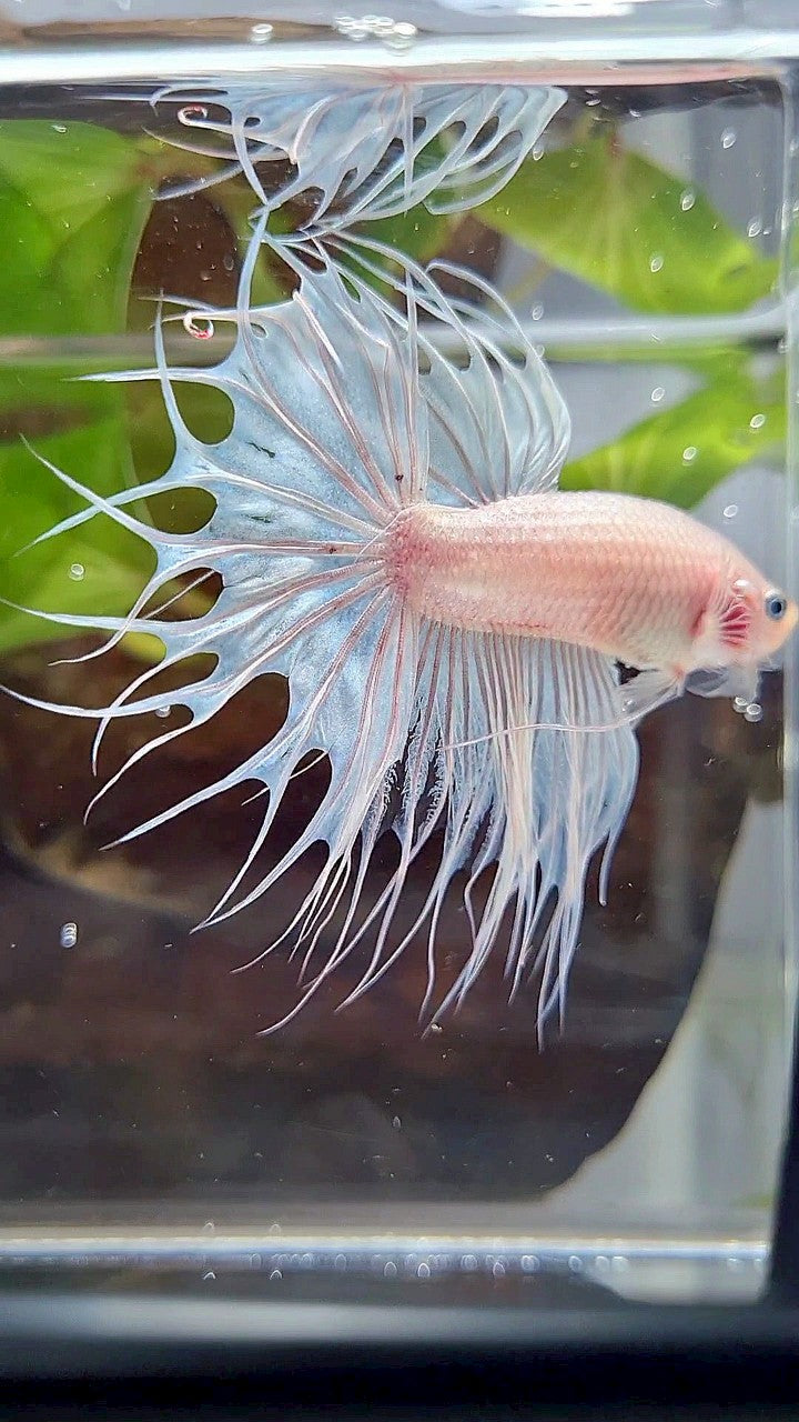 KING CROWNTAIL WHITE CELLOPHANE BETTA FISH