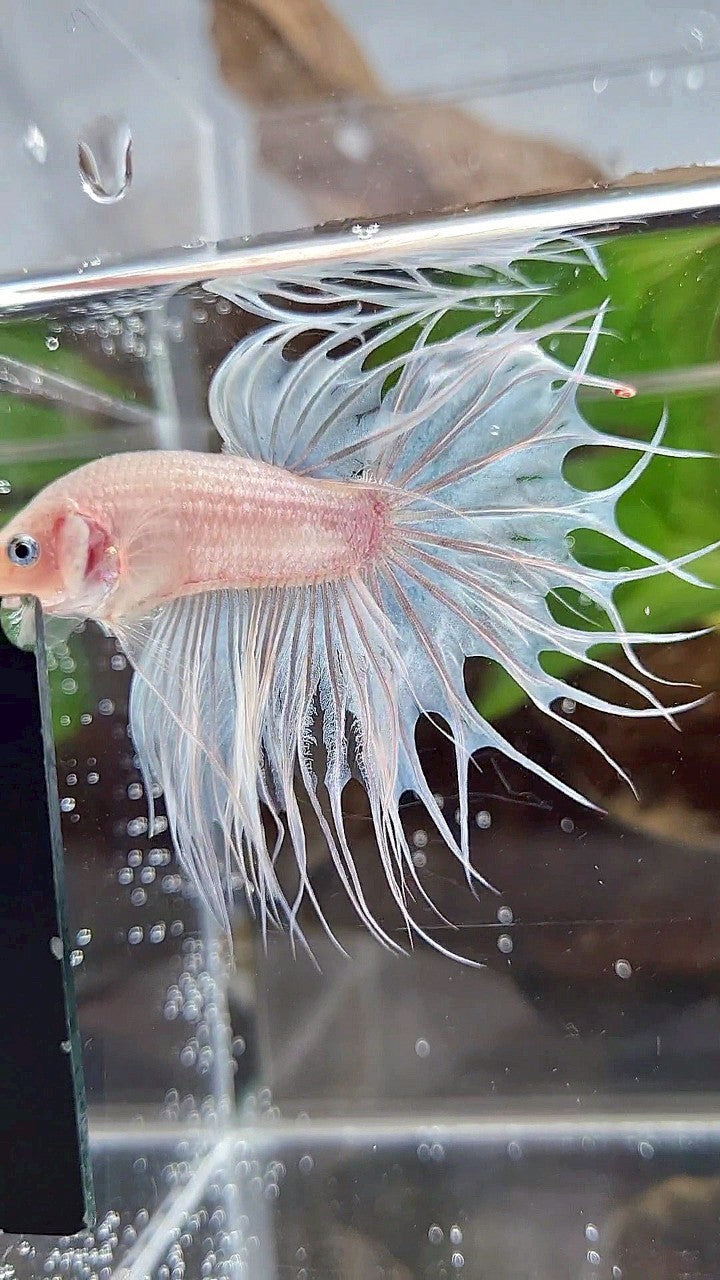 KING CROWNTAIL WHITE CELLOPHANE BETTA FISH