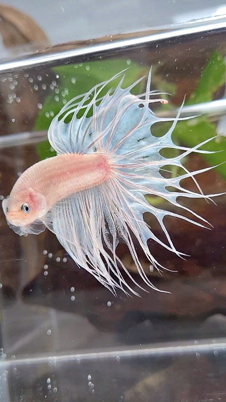 KING CROWNTAIL WHITE CELLOPHANE BETTA FISH
