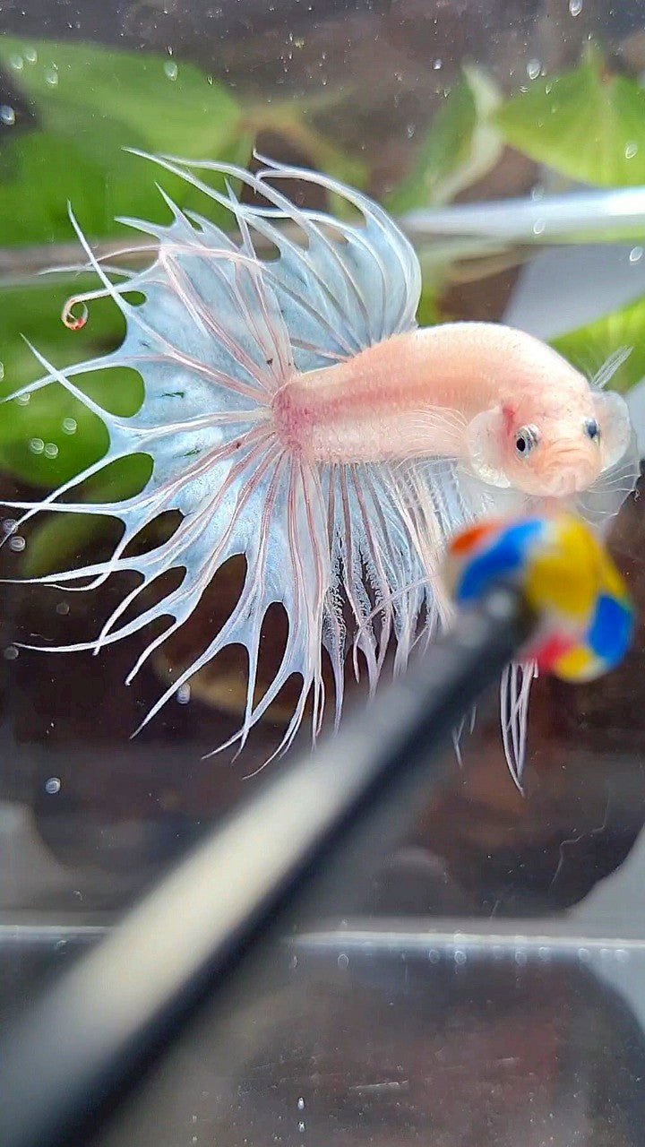 KING CROWNTAIL WHITE CELLOPHANE BETTA FISH