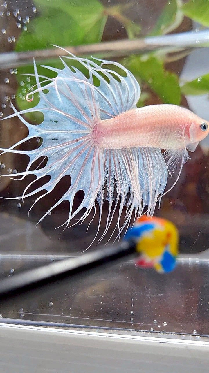 KING CROWNTAIL WHITE CELLOPHANE BETTA FISH